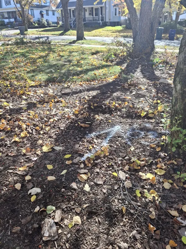 A residential front yard marked out along the buried sewer line before excavation