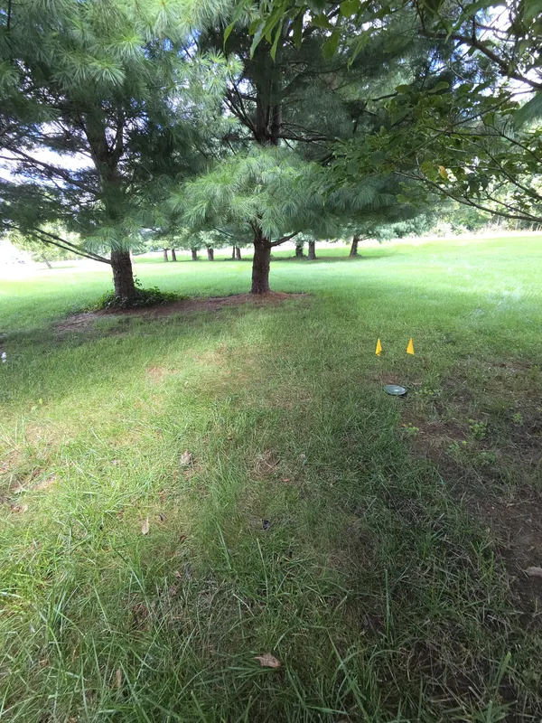 A lawn under pine trees with marker flags along a buried drain line